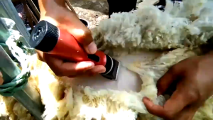 COD BaoRun P6 Mesin Alat Cukur Bulu Hewan Peliharaan Domba Garut Kambing Elektrik Tanpa Kabel Di Cas