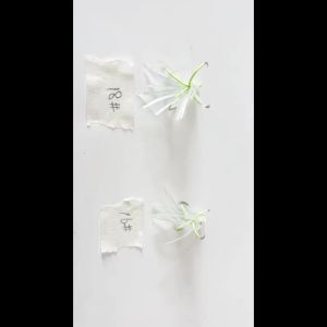 Weihe FISHING | Bộ Mồi Câu Cá Đêm WEIHE 5 Chiếc Với Móc Câu Hình Móng Vuốt Mồi Mực Bạch Tuộc Mồi Sắt Xoay Ba Ngạnh Phát Sáng Dụng Cụ Câu Cá Biển Trên Thuyền