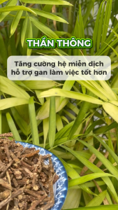 [Hàng mới về] Dây cóc/ dây ký ninh/ dây thần thông khô 500g - tấn phát - chuyên dùng để pha trà h.ỗ trợ cả.i thi.ện sứ.c k.hoẻ xươ.ng kh.ớp
