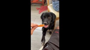 ขนมหมาโฮมเมด  สันในไก่อบแห้ง ทำจากสันในไก่ออร์แกนิกแท้  หอมไก่ธรรมชาติ  ช่วยขัดฟัน ลดคราบหินปูน  น้องหมากินแล้วติดใจทุกตัว! ไม่ใส่เกลือ ไม่แต่งกลิ่น ไม่มีสารกันบูด  ปลอดภัยต่อไต เคี้ยวเพลิน  #ขนมหมาแมวโฮมเมด #ไก่อบแห้งออร์แกนิก #ขนมหมาขัดฟัน ขนาด  100g ️