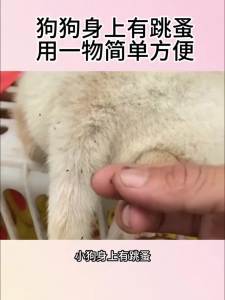 【 Malay spot goods. Instant delivery on the same day ✅】柏松杀虫粉剂百虫灵狗猫宠物跳蚤药粉消杀灭蜈蚣虱子药蟑螂蚂蚁药