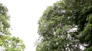 [PROMO] MegaLive BrevEase 2 x 30s