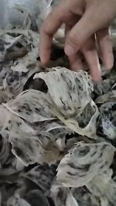 Yến Sào Thô nguyên tổ- lựa chọn tổ ít lông và sạch sẽ