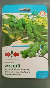 ศรแดง มะเขือพวง พวงมณี หมดอายุ 10/04/2569 จำนวน 150 เมล็ด/ซอง เมล็ดพันธุ์ ลอตใหม่ ปลูกง่าย  ต้นแข็งแรง ทรงพุ่มใหญ่ ไร้หนาม ทนทานโรค ระยะเก็บ 120 วัน