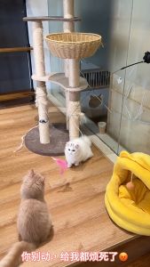 Cat Teaser Cat Toys Feather Stick Feather Toy Long Rod Powerful Suction Cup Natural Feather Teaser with Bell Feather Stick For Cats Pet Step For Cats - Lazada