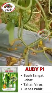 Benih Bibit Biji Timun Baby AUDY F1 20gr Timun Lalap dari Cap You seed