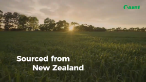 1box Sante Barley Juice 30 Sachets with Stevia