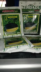Benih Semangka Kuning HELLONA H f1 SERDADU SEED 20 gr