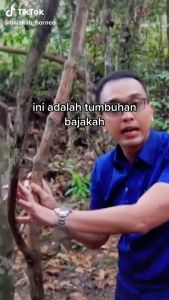 Akar Bajakah Kalimantan Tengah Organik - Teh Herbal Premium 500g/1kg