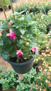 ดอกโคมญี่ปุ่น หรือที่รู้จักกันในชื่อทางวิทยาศาสตร์ว่า ฟิวเซีย (Fuchsia)   ￼  ￼  ￼  ￼  ￼  ดอกโคมญี่ปุ่นเป็นไม้พุ่มที่มีถิ่นกำเนิดในทวีปอเมริกาใต้และอเมริกากลาง  มีลักษณะดอกที่สวยงามและแปลกตาคล้ายโคมไฟห้อยลง หรือบางคนก็เรียกว่า "ตุ้มหูนางฟ้า" หรือ "ตุ๊กตาเต