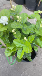 Chậu Lài Trà - Hoa Nhài - Cao tổng thể khoảng 30-40 cm - Hoa nở quanh năm - Thơm dễ chịu!