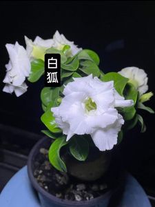 Mini Adenium Obesum Bonsai ID Bai Hu 白狐 迷你富贵花