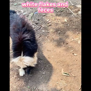 PETVIGOR Pet Deworming Albendazole Tablet For Dog&Cat For Tapeworms Roundworms Hookworms and Nematod