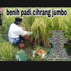 BENIH PADI CI HERANG JUMBO UNGGUL SUPER BERKUALITAS 1KG