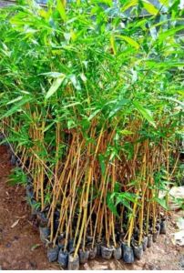 Bibit Tanaman Bambu Kuning