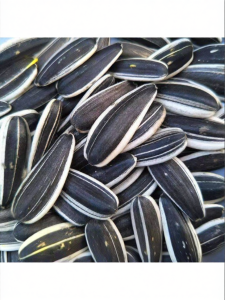 Fresh Large Kernel Roasted Sunflower Seeds Five Spice