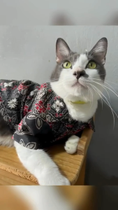 Pet Batik Shirt for Cats & Dogs MERDEKA Edition / Premium Pet Heritage Batik Shirt / Soft Breathable Cat Dog Clothing / Crimson Heritage - Merdeka Heritage Collection
