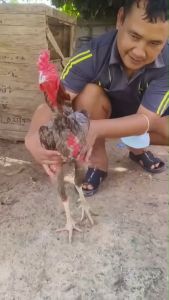 อาหารผสมใช้สำหรับบำรุงไก่ สารสกัดจากธรรมชาติ100% พลังเหลือล้น หน้าแดงแทงตลอด เพชรดำจิกตี2กระปุก ไม่มีสารเคมี ปลอดภัยต่อสัตว์100%