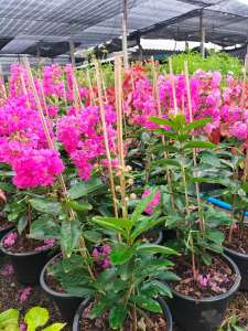 ต้นม่วงส่าหรี ม่วงส่าหรี ไม้ดอกสีม่วง  ไม้ดอก ส่าหรีม่วง crape myrtle crepe myrtle ตะเเบกม่วง ดอกสีม่วง ขนาดกระถาง 11 นิ้ว