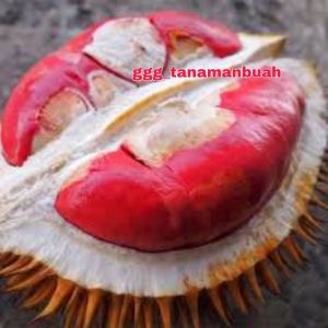Bibit Durian Merah Hasil Okulasi: Panduan Lengkap