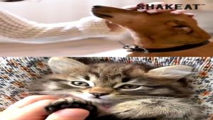 Thức ăn SHAKEAT CAT CHO MÈO hạt thức ăn dinh dưỡng và bột thịt đông khô – Lido House Shop & Hotel