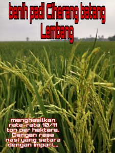 benih padi Ciherang batang lembang 5kg