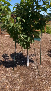 tree Trunk Protector Tree Plastic Spiral Tree Guard- Tree Bark Protector Tube Wraps to Protect Sapli Thickened Spiral Tree Bark Protector Garden Plant Stem Guard Anti-Chew Cold Resistant Cover New Arrival Horticulture Seedling