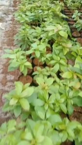 Bibit Alpukat Hawai Wina Cepat Berbuah Stek Okulasi