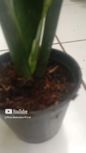 tanaman hias sensivera trifasciata banded nelsonii