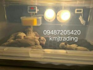 incubator for new born puppies and kittens