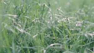 ECOSEN 1800W Mesin Potong Rumput 4 Tak Brush Cutter Gendong 50CC Mesin Pemotong Rumput Powerfull