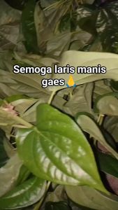 Daun sirih Hijau segar / Daun seueruh segar herbal kesehatan tubuh