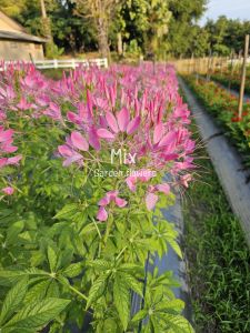 เมล็ดพันธุ์ดอกเสี้ยนฝรั่ง คละสี