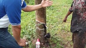 ฅนขี่ม้าพาราไวท์ 250 ซีซี 5 ไร่ กับ ซีซี ใช้ได้ 5 ราย