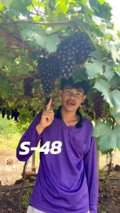 องุ่นพันธุ์ S48 กรอบ หวาน ไร้เมล็ด ผลใหญ่ต้นอางุ่นเสียบยอด แตกยอดแล้ว ต้นกล้าแข็งแรง ต้นเสียบยอดสูง 60-80 ซม
