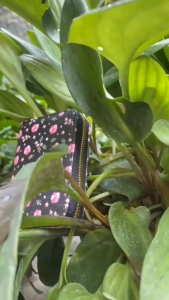 Dompet Wanita Cynderline Fashion Remaja WA1200G3 Terbaru Cantik Kulit Motif Murah Green Bunga