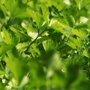 Pupuk Penyubur  Daun Tanaman Seledri Booster Penyubur Daun Seledri