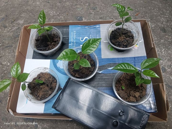 Passion Fruit seedlings Lazada PH