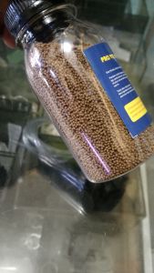 provit makan ikan kecil