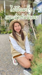 Ellwoods Gold สนหอมไล่ยุง พูดเล็ก 6 นิ้ว 35-40 ครั้ง/เล็ก (สูง) ไม้ประดับ ไม้กลิ่นหอม ซึ่งมีเครื่องใช้ได้ทั้งหมด