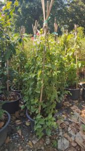 พวงชมพูขาว ต้นใหญ่ กระถาง15 นิ้ว สูง 1.50 เมตร (กทม)