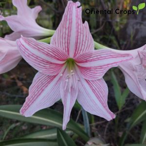 lerio flower 3 bulbs for planting binhi pantanim