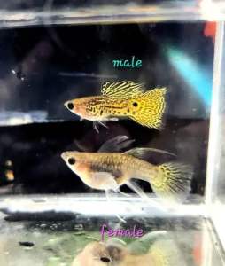 KING COBRA SnakeSkin SHORTBODY Ribbon GlassBelly FinC 🇻🇳 Guppy Fish (PREMIUM TOP GRADE) (STRAIN BARU)