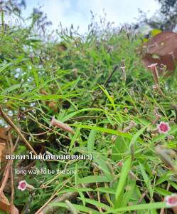 ใบตดหมูตดหมา200ใบสด