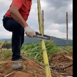 Sugarcane Skin Peeler Knife 甘蔗皮削皮刀