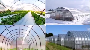 Transparent UV Greenhouse Film Filem Rumah Hijau Farm Net UV Plastic UV Cover Greenhouse Plastic