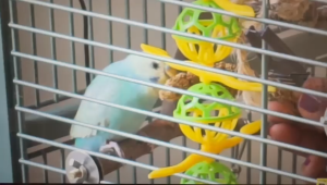 Yellow Millet spray Red Millet spray for small animals birds etc