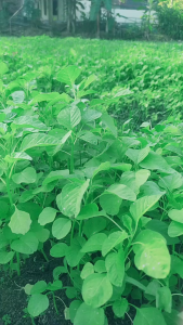 Benih Bibit Bayam Unggul Benua Kemasan 50gr Garuda Seed 100% Original Pabrik Bukan Repack!