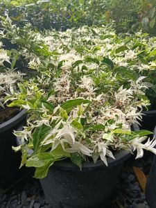 โมกด่าง กระถาง 11 นิ้ว ต้นสวยและแข็งแรง (กทม)