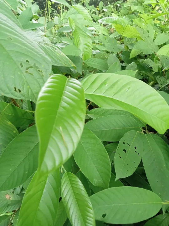 แนะนำต้นพะยอมทอง: ไม้ป่าเศรษฐกิจปลูกง่าย โตไว สร้างรายได้ อัปเดตปี 2025